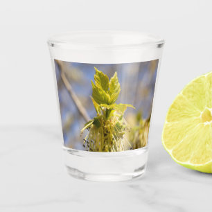 Verre A Shot Jolies feuilles en photo de printemps