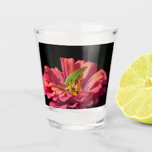 Verre A Shot Katydid sur Zinnia