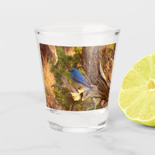 Verre A Shot Le merle bleu des montagnes du parc national Arche