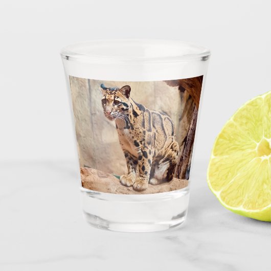 Verre A Shot léopard nébuleux image nature faune exotique (Devant)