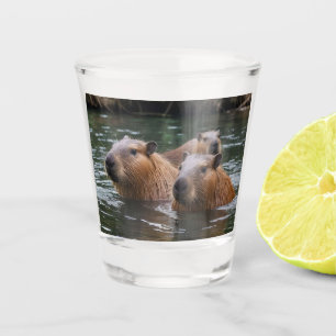 Verre A Shot Les capybaras nagent dans la rivière,