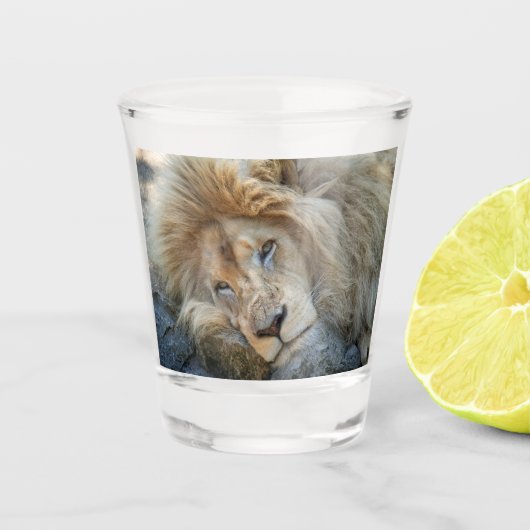 Verre A Shot Lion de repos (Devant)