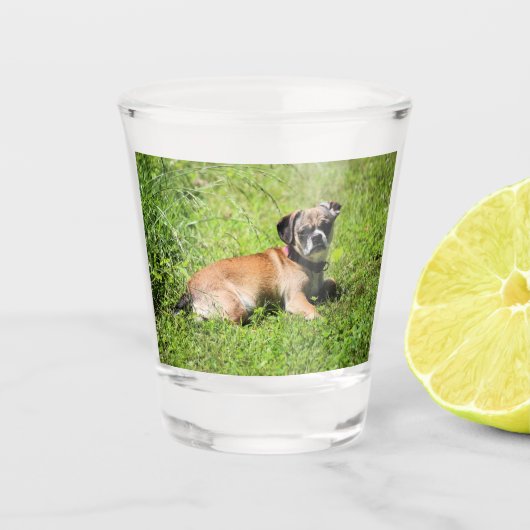 Verre A Shot Molly (Devant)