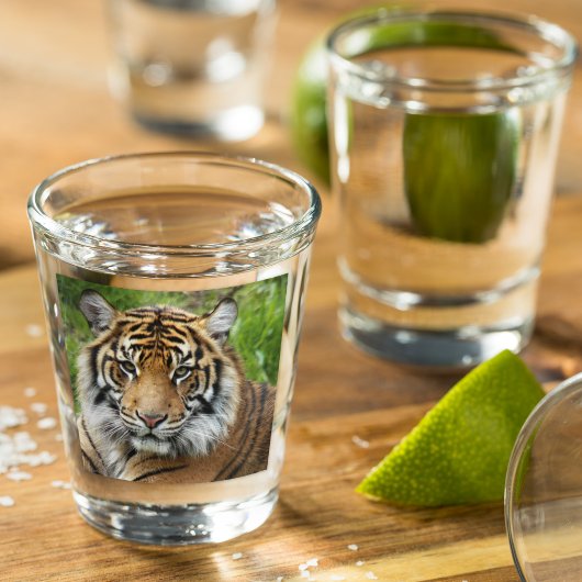 Verre A Shot Photo Big Cat Sumatran Tiger