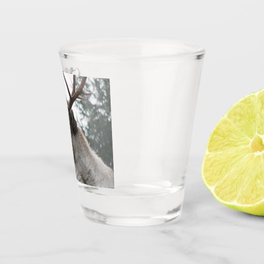 Verre A Shot Photo Caribou Antlered (Droite)