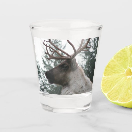 Verre A Shot Photo Caribou Antlered (Devant)