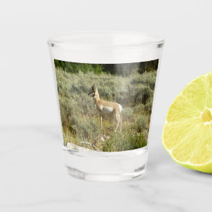 Verre A Shot Pronghorn au Parc national de Grand Teton