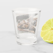 Verre A Shot Sunning Lions à San Francisco (Dos)