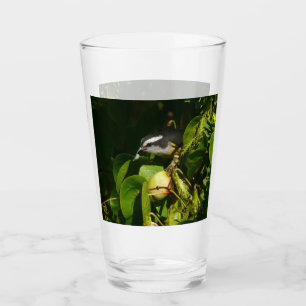 Verre Colibri à gorge blanche mangeant Photographie trop