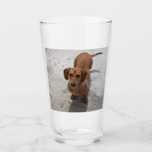 Verre dachshund plein