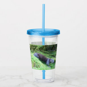 Verre En Acrylique Loutre calme de la rivière Scénique Faune Relaxant