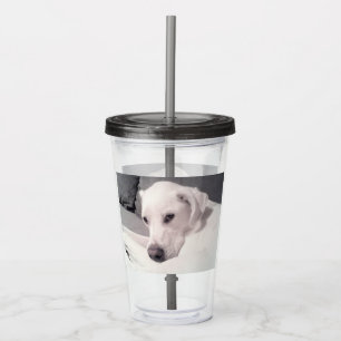 Verre En Acrylique Magnifique Regal White Labrador Mix Dog Grey Acryl