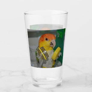 Verre Parrot caïque à ventre blanc Jouer