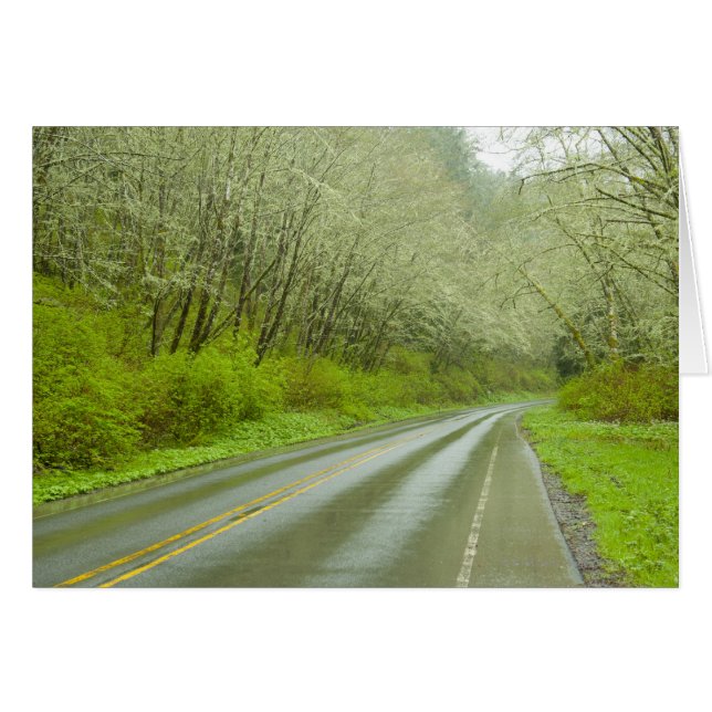 Verre weg door bos (Voorkant Horizontaal)