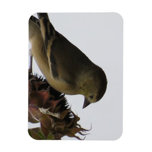 Vers Le Bas, Tournesol Mangeant Goldfinch Magnet (Vertical)