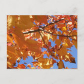 Vers le ciel Carte postale (Devant)