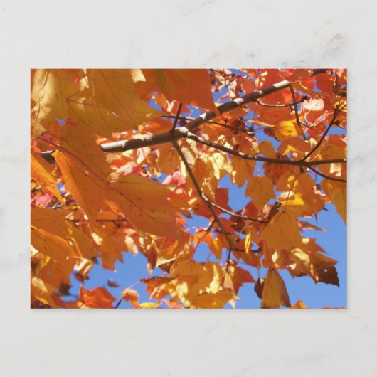 Vers le ciel Carte postale (Devant)