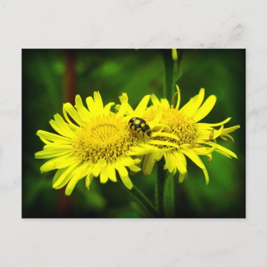 Verschil Briefkaart (Voorkant)