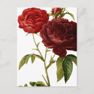 Verschilderen van dieprode rozen briefkaart