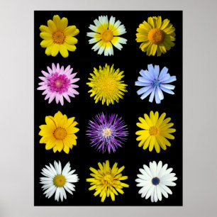 Verschillende bloemen van de familie Asteraceae. Poster