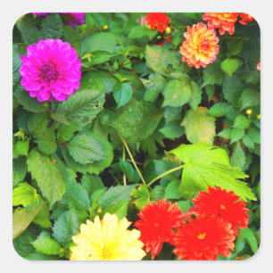 Verschillende Dahlias #1-1 Stickers