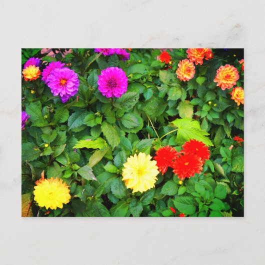 Verschillende Dahlias #1 Briefkaart (Voorkant)