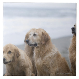 Verschillende Golden rekken op het strand Tegeltje