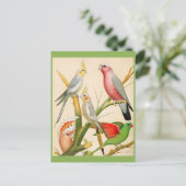 Verschillende paraketten briefkaart (Staand voorkant)