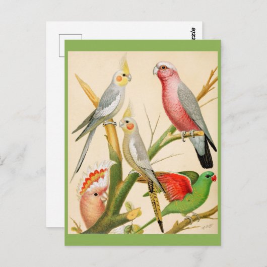 Verschillende paraketten briefkaart (Voorkant / Achterkant)