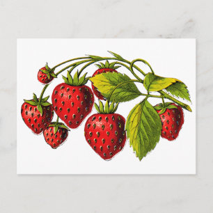 Verse aardbeien briefkaart