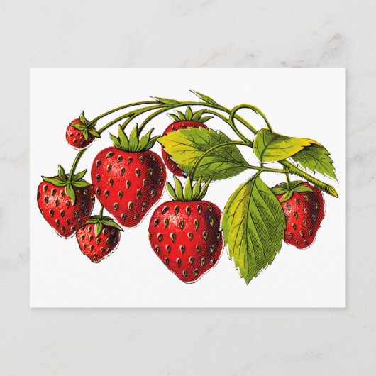 Verse aardbeien briefkaart (Voorkant)