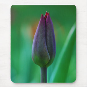 Verse bloeiende paarse tulp muismat