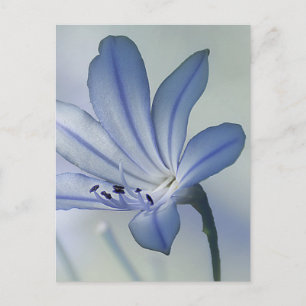 Verse foto van blauwe bloem briefkaart