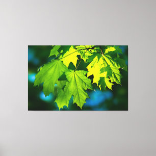 Verse groene esdoorbladeren canvas afdruk