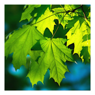 Verse groene esdoorbladeren foto afdruk