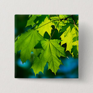 Verse groene esdoorbladeren vierkante button 5,1 cm