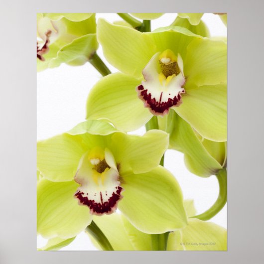 Verse groene orchidee - geïsoleerd op wit poster (Voorkant)
