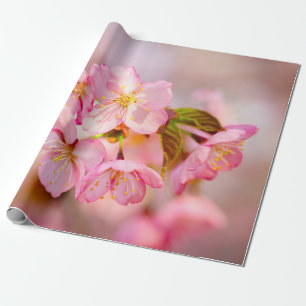 Verse roze Sakura-bloemen op roze Cadeaupapier