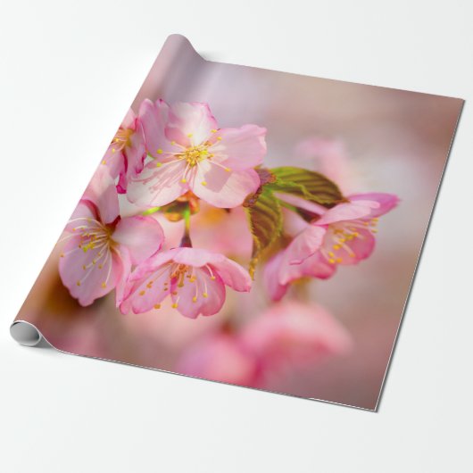 Verse roze Sakura-bloemen op roze Cadeaupapier (Uitgerold)