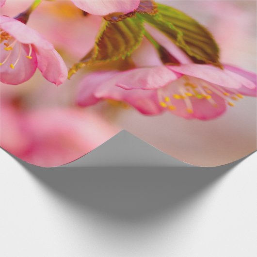 Verse roze Sakura-bloemen op roze Cadeaupapier (Hoek)