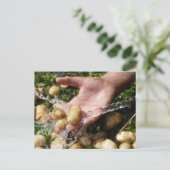 Verse tuinaardappelen gewassen briefkaart (Staand voorkant)