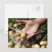 Verse tuinaardappelen gewassen briefkaart (Voorkant / Achterkant)