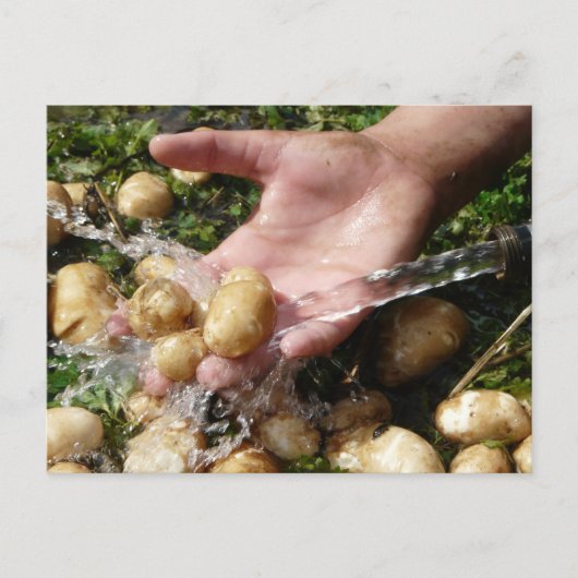 Verse tuinaardappelen gewassen briefkaart (Voorkant)