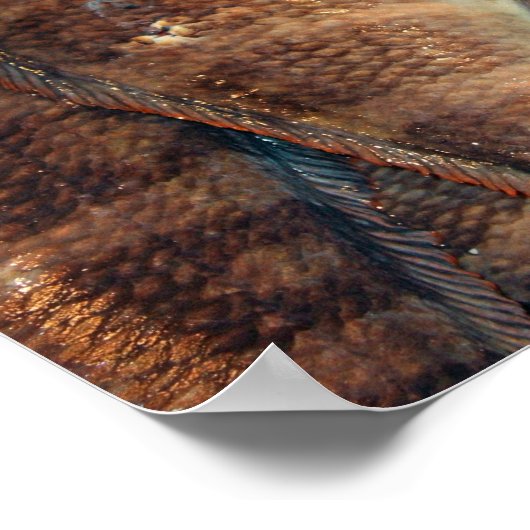 Verse vis poster (Hoek)