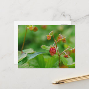 Verse wilde aardbei groene en rode tuinfoto briefkaart