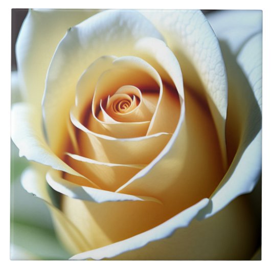 Verse witte roos tegeltje (Voorkant)