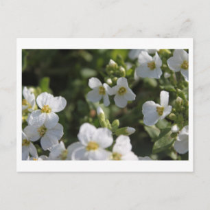 Verse witte zomertuinbloemen en groene bladeren briefkaart