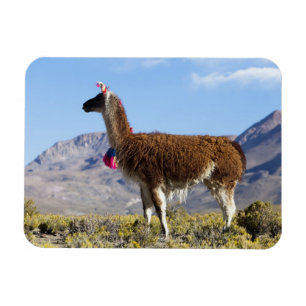 Versierde lama kudde in de Puna, Andesgebergte 2 Magneet