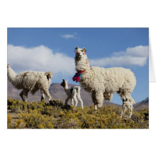 Versierde lama kudde in de Puna, Andesgebergte 3