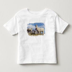Versierde lama kudde in de Puna, Andesgebergte 3 Kinder Shirts